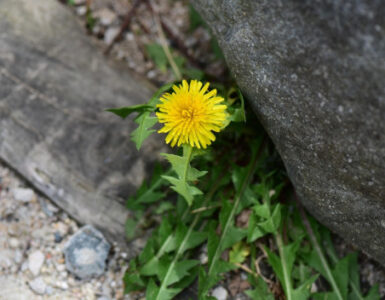 Dandelion Plant Guide: Benefits, Uses, and Growing Tips