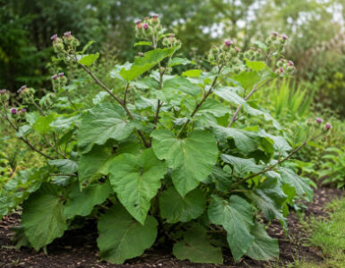 Greater Burdock: How to Identify, Harvest, Use, and Grow It
