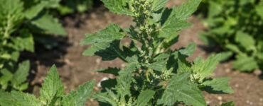 Lamb's Quarters: Benefits, Identification, Uses, and Growing Guide