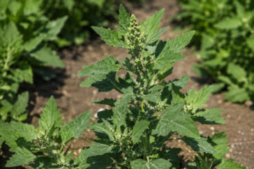 Lamb's Quarters: Benefits, Identification, Uses, and Growing Guide
