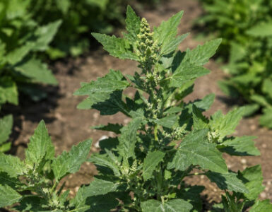 Lamb's Quarters: Benefits, Identification, Uses, and Growing Guide