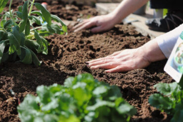 How to Treat Garden Soil Before the Next Growing Season
