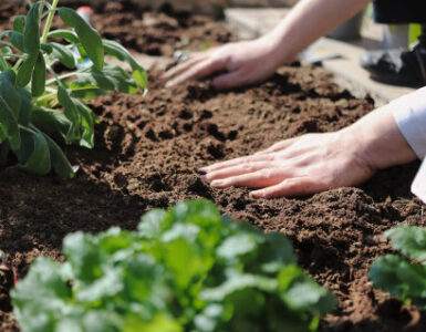 How to Treat Garden Soil Before the Next Growing Season