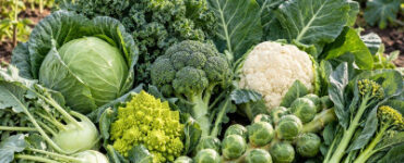 9 Brassica oleracea Varieties That Came From Wild Cabbage