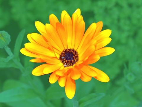 Calendula