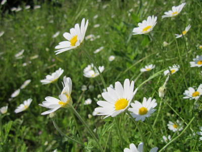 Chamomile