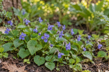 Common Blue Violet: How to Identify, Harvest, and Use This Edible Weed