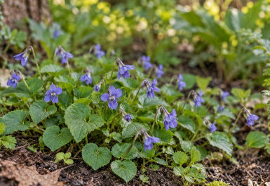 Common Blue Violet: How to Identify, Harvest, and Use This Edible Weed