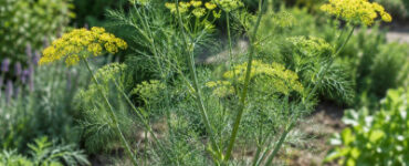 Common Fennel Plant Profile: Identification, Benefits, Uses, and How to Grow