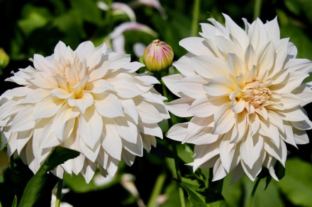 Dahlia
