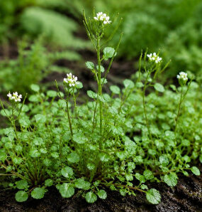 Hairy Bittercress: How to Identify, Harvest, and Use This Edible Weed