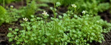 Hairy Bittercress: How to Identify, Harvest, and Use This Edible Weed