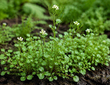 Hairy Bittercress: How to Identify, Harvest, and Use This Edible Weed
