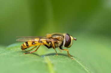 Hoverfly Benefits in the Garden and How to Attract Them