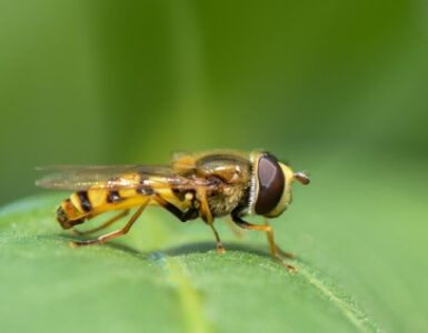 Hoverfly Benefits in the Garden and How to Attract Them