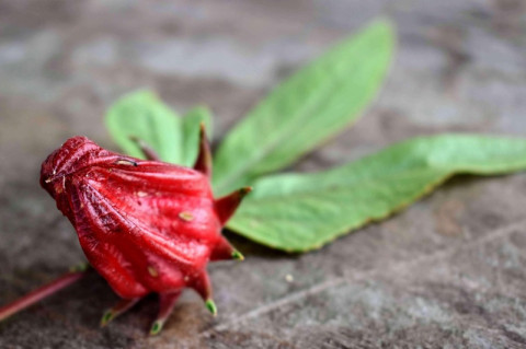 Roselle, Hibiscus sabdariffa,