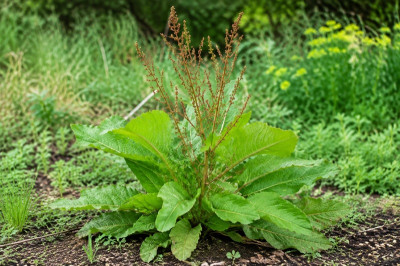 Broadleaf dock (Rumex obtusifolius)