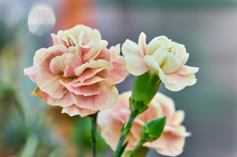 Carnation 