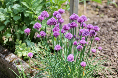 Chive Blossom