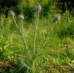 Common Thistle: How to Identify, Harvest, and Use This Edible Weed