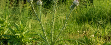 Common Thistle: How to Identify, Harvest, and Use This Edible Weed