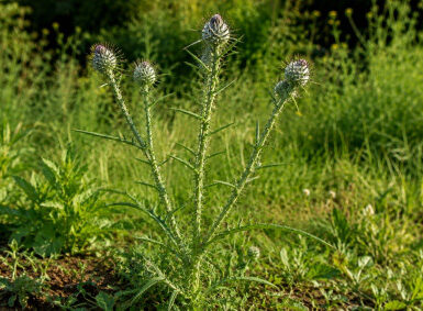 Common Thistle: How to Identify, Harvest, and Use This Edible Weed