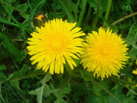 Dandelion