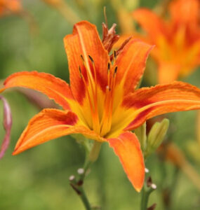 Daylily - 20 Edible Flowers to Grow in Your Garden (+Pictures)