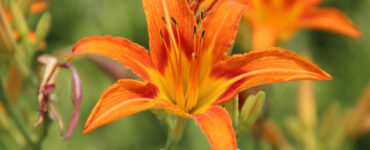 Daylily - 20 Edible Flowers to Grow in Your Garden (+Pictures)