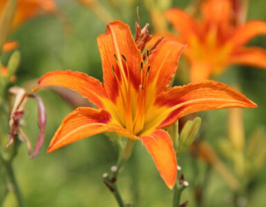 Daylily - 20 Edible Flowers to Grow in Your Garden (+Pictures)