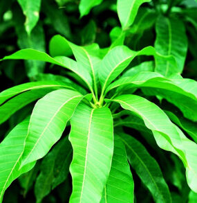 Edible Vegetable and Crop Leaves (+ How to Use Them)