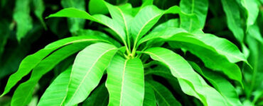 Edible Vegetable and Crop Leaves (+ How to Use Them)