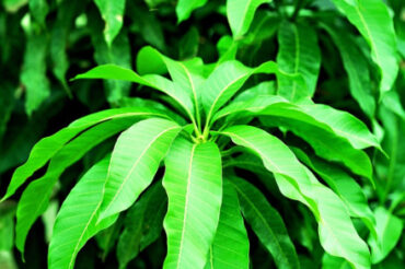 Edible Vegetable and Crop Leaves (+ How to Use Them)