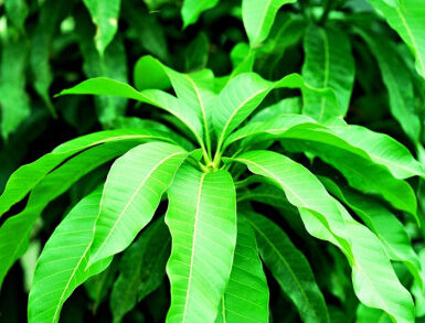 Edible Vegetable and Crop Leaves (+ How to Use Them)