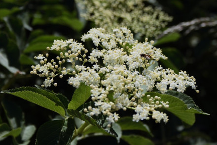 Elderflower