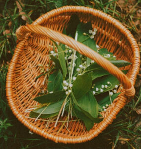 Beginner's Guide to Foraging Wild Edible Plants