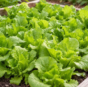 12 Common Vegetable Gardening Mistakes Beginners Make and How to Fix Them