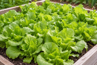 12 Common Vegetable Gardening Mistakes Beginners Make and How to Fix Them