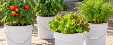12 Vegetables You Can Grow in a 5-Gallon Bucket