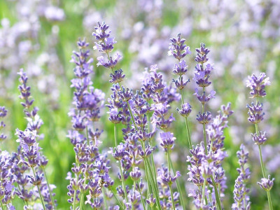 Lavender