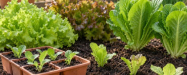 How to Grow Lettuce at Home From Seeds and Seedlings
