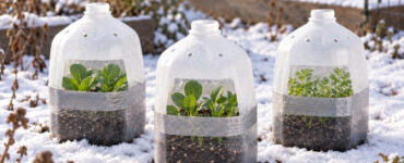 Winter Sowing in Milk Jugs: A Simple Beginner's Guide