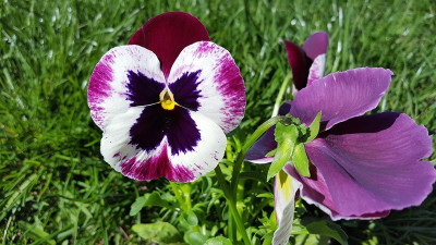 Pansy