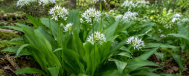 Ramsons (Wild Garlic): How to Identify, Grow, Harvest, and Use This Edible Weed