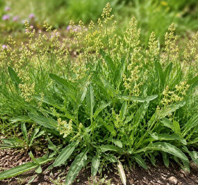 Sheep Sorrel: How to Identify, Grow, and Use This Edible Weed