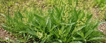 Sheep Sorrel: How to Identify, Grow, and Use This Edible Weed