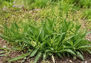 Sheep Sorrel: How to Identify, Grow, and Use This Edible Weed