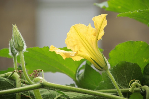 Squash Blossom