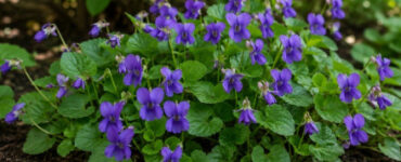 Sweet Violet (Viola odorata): An Edible Weed Worth Growing