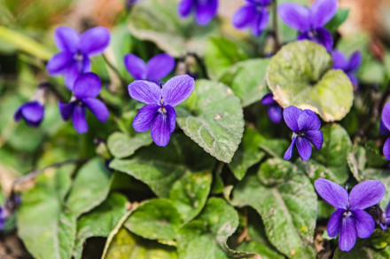 Violet